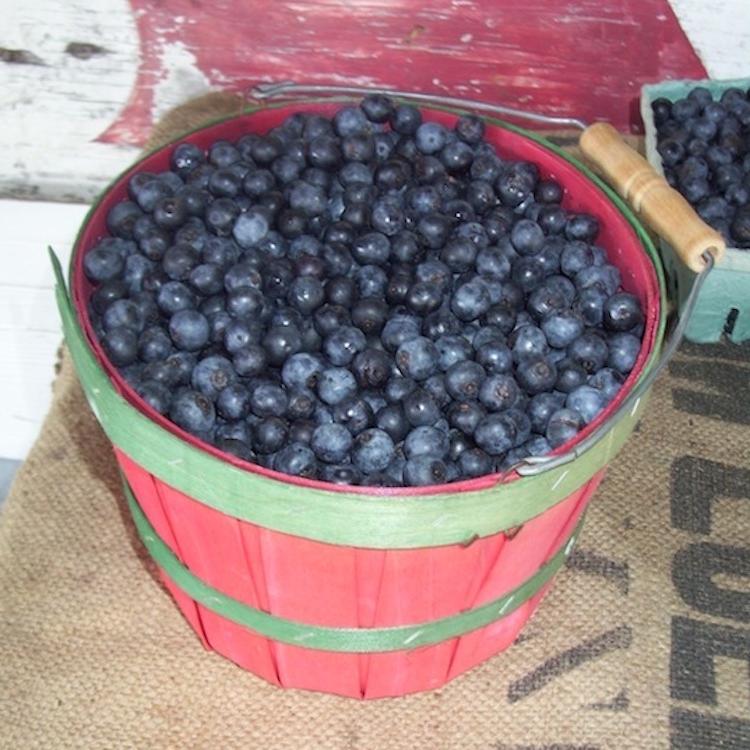 USTR requests ITC investigation into blueberry imports